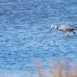 Hybride Aigrette garzette x des récifs en Loire-Atlantique
